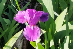 Intermediate-Iris-Langport-Chapter