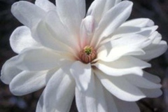 Magnolia-Loenneri-Powder-puff