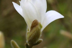 Magnolia-loebneri-Donna-1