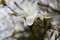 Magnolia-loebneri-Donna-2