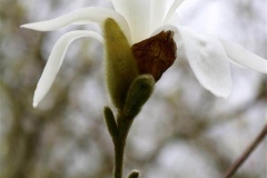 Magnolia-loebneri-Donna-3