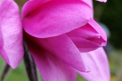 Magnolia-sprengeri-Lanhydrock-1