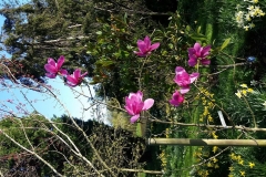 Magnolia-sprengeri-Lanhydrock