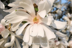 magnolia-x-loebneri-star-bright-002_1024x10242