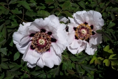 Tree-peony-Rockii-Joseph-Rock-June-2016