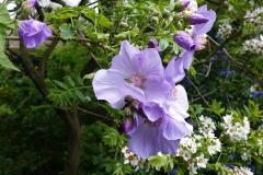 Abutilon-suntense