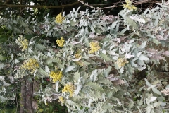 Buddleia-Glomerata