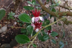 Feijoa-acca-sellowiana-1