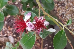 Feijoa-acca-sellowiana-2