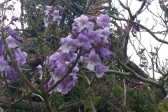 Paulownia-Tomentosum