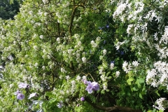 Xanthotheras-Sorbifolium-bush