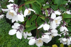 philadelphus-delavayi-f-melanocalyx