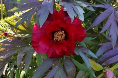 Chinese-tree-peony-Black-Pirate