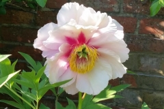 Lutea-hybrid-tree-peony-Helene-Martin