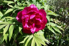 Red-kitchen-Peony