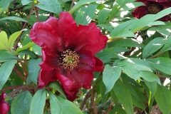 Saunders-lutea-hybrid-tree-peony-Sang-de-Lorraine