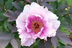 Tree-peony-Niigata-Tenn.yio-No-Mai