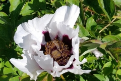 Tree-peony-Rockii-2