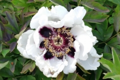 Tree-peony-Rockii