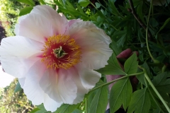 Tree-peony-Saunders-hybrid-Hesperus-June-2016