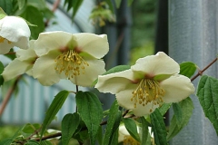 Philadepphus-mexicanus-Rose-Syringa