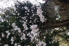 Prunus-Conradinae