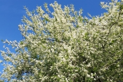 Prunus-Padus