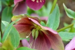 Hellebore-seedlings-1