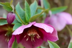 Hellebore-seedlings-2