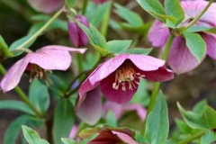 Hellebore-seedlings-3