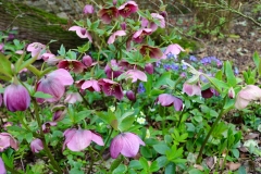 Hellebore-seedlings-4