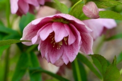 Hellebore-seedlings-5