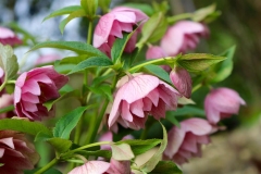 Hellebore-seedlings-6