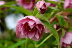 Hellebore-seedlings-7