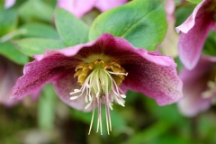 Hellebore-seedlings-8