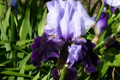 Iris_Slider6