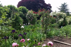 Kitchen-garden