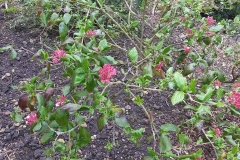 Viburnum-Burkwoodii-Mohawk-April-2015