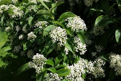 Viburnum-Sieboldii-1-May-2015