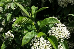 Viburnum-Sieboldii-2-May-2015